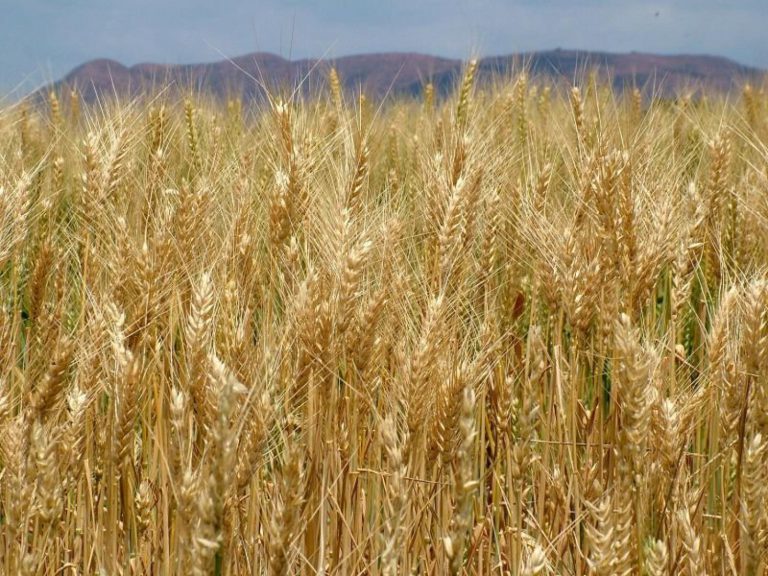 Inspirace pro zdravý jídelníček – obiloviny I.