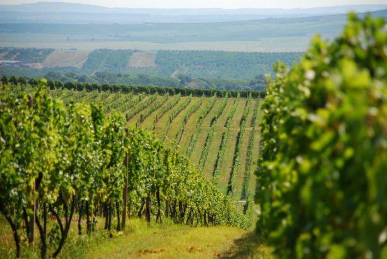 Kvalitní přívlastkové víno za rozumnou cenu