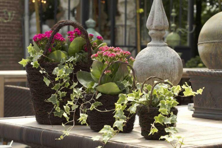 Kalanchoe nepatří jen do interiéru Kalanchoe nepatří jen do interiéru