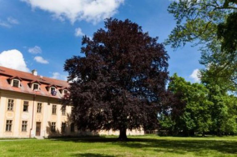 Podpořte přírodu a hlasujte pro Strom roku 2013!