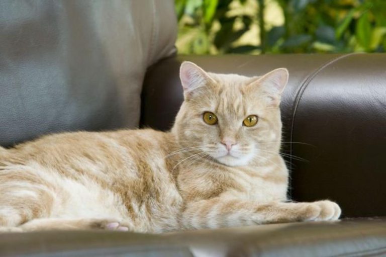 Na čem si pochutnají kočky Na čem si pochutnají kočky