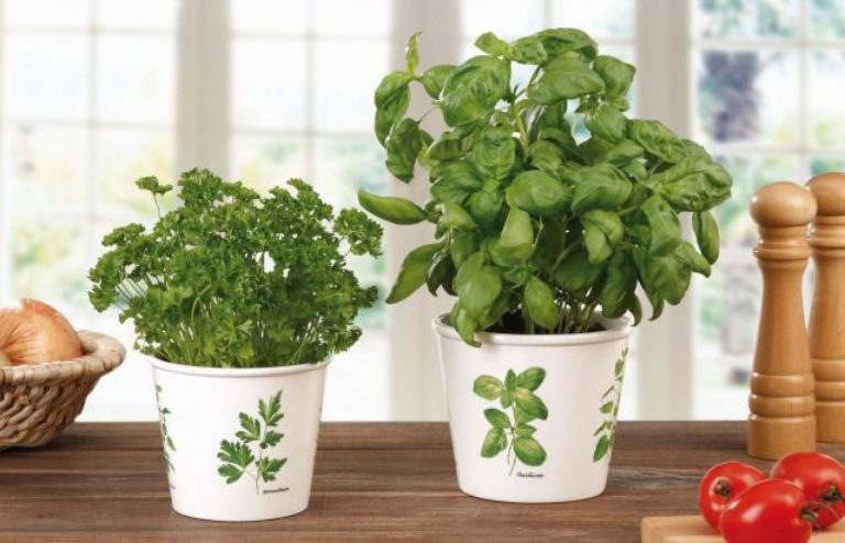 Domácí pěstování bylinek Domácí pěstování bylinek