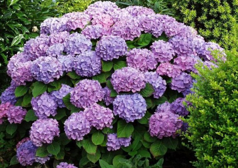 Hortenzie: ozdobí zahradu i balkon Hortenzie: ozdobí zahradu i balkon