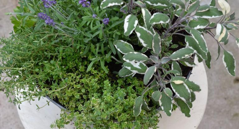 Jak si zařídit zahrádku na balkoně či za oknem Jak si zařídit zahrádku na balkoně či za oknem