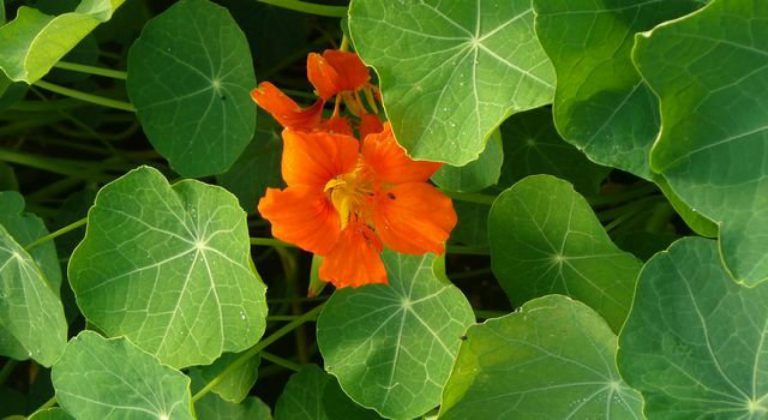 Pozvánka na BylinkoFest