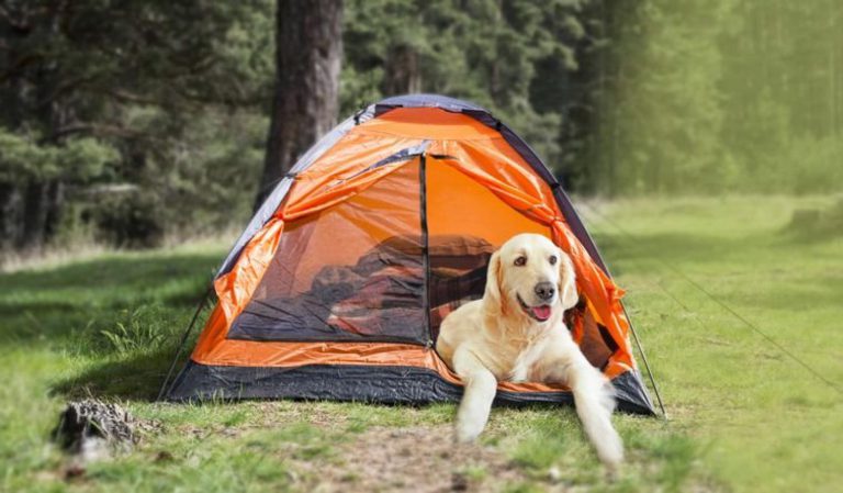 Dovolená se psem a kočkou: myslete na očkování i pas Dovolená se psem a kočkou: myslete na očkování i pas