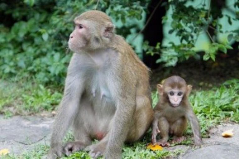 Energie měsíce srpna: vládnou nám dvě opice