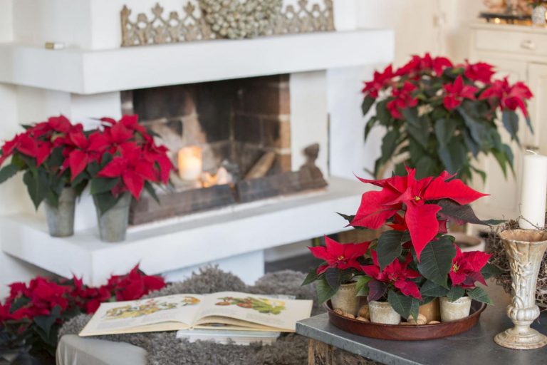 Vánoční hvězda: jak se o ni správně postarat Vánoční hvězda: jak se o ni správně postarat