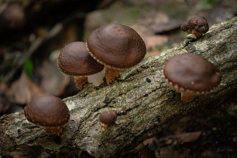 Shiitake: výborně chutná a podporuje imunitu Shiitake: vyborně chutná a podporuje imunitu