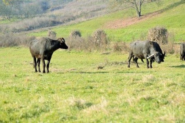 Energie měsíce ledna 2019: vládne nám buvol