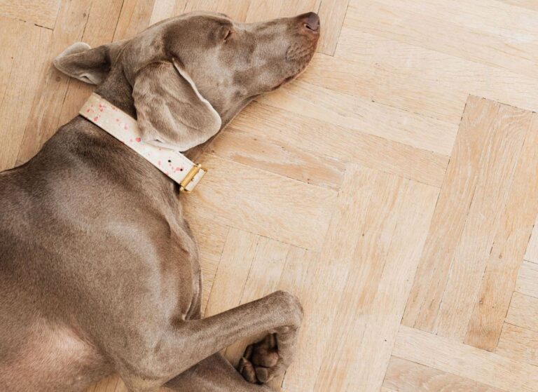 Jak pečovat o staršího psa nebo starší kočku Jak pečovat o staršího psa nebo starší kočku