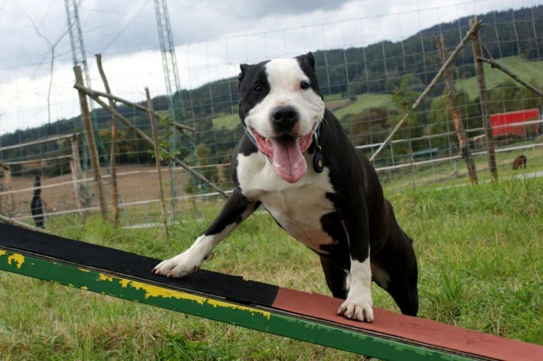 Občanské sdružení Home4Pets uvádí vlastní samolepky v komunikační aplikaci Viber a zakládá komunitu pro všechny, kdo mají rádi zvířata