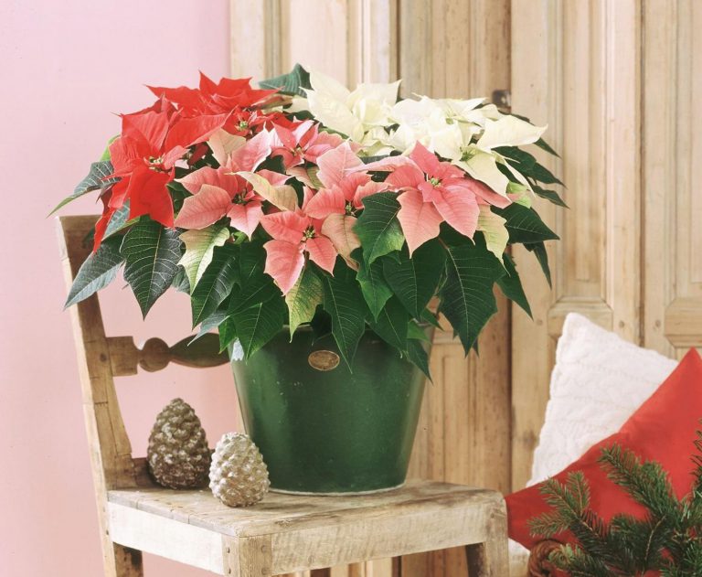 Vánoční hvězda: jak jí vybrat a jak se o ní starat