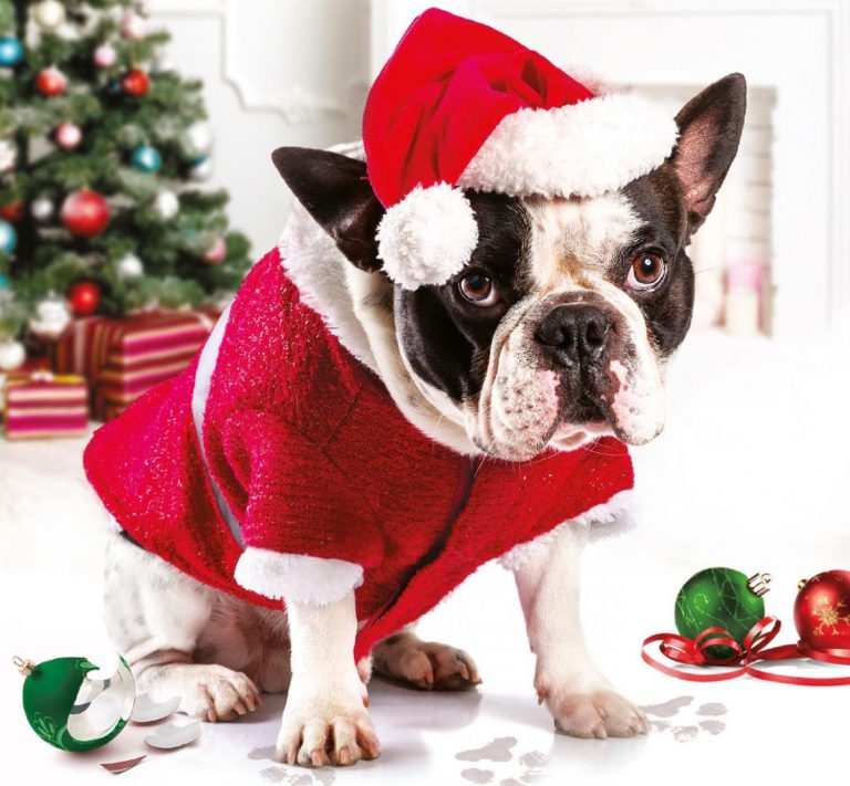 Knižní recenze: Sophie Pembrokeová – Hugo a Vánoce pod psa Knižní recenze: Sophie Pembrokeová – Hugo a Vánoce pod psa