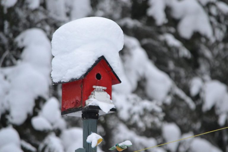 Jak pečovat v zimě o zahradu: záleží na teplotách