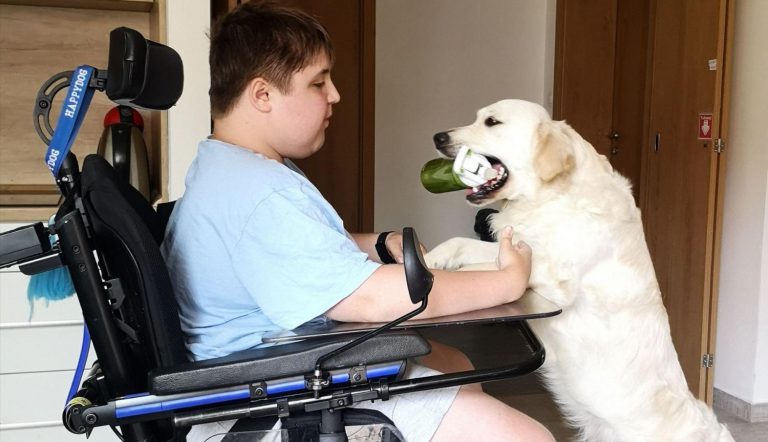 Co všechno dokáže asistenční pes: Pro Matěje s Duchennovou svalovou dystrofií je pravou rukou