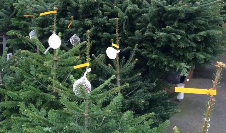 Vánoční stromeček: jak ho správně vybrat a starat se o něj. Zvolte správný druh a všímejte si jehličí.