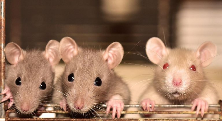 Energie měsíce prosince: rychlá krysa by vás měla probudit