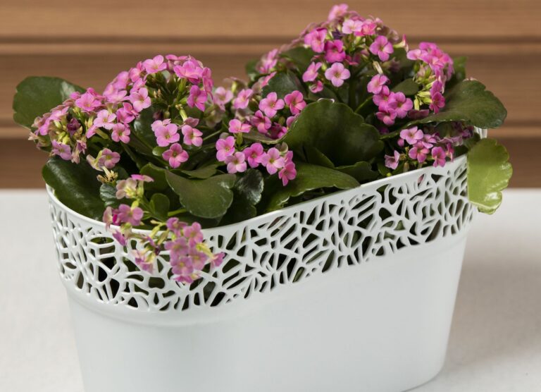 Kalanchoe nepatří jen do interiéru Kalanchoe nepatří jen do interiéru