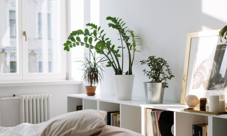 Pokojovky: jak se o ně postarat na podzim Pokojovky: jak se o ně postarat na podzim