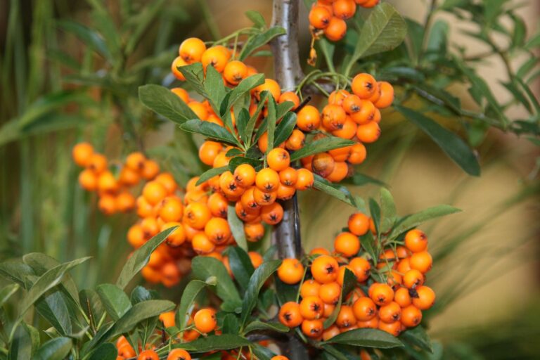 Rakytník řešetlákový: na posílení imunity i podporu trávení