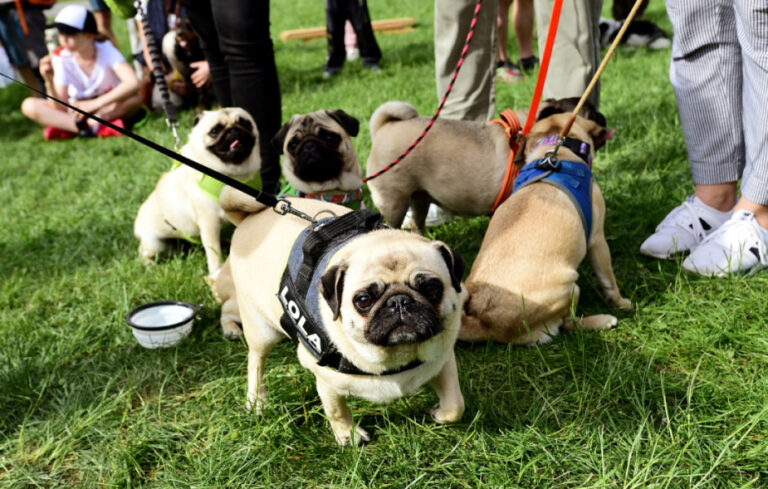 VIP podpoří pejsky z útulků i přehlídkou bláznivých psích oblečků VIP podpoří pejsky z útulků i přehlídkou bláznivých psích oblečků