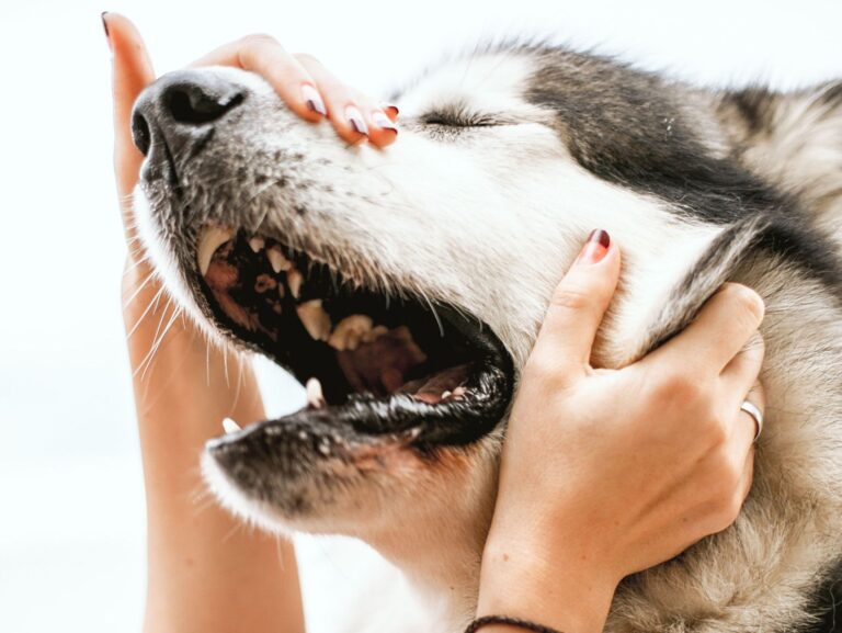 První pomoc u psů a koček: pozor, ať vás zvíře neporaní První pomoc u psů a koček: pozor, ať vás zvíře neporaní