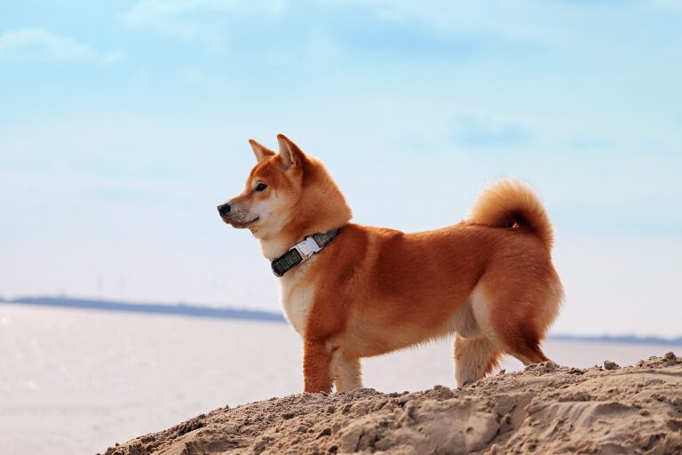 Psí plemena: Shiba inu a akita inu téměř neštěkají a jsou čistotní Psí plemena: Shiba inu a akita inu téměř neštěkají a jsou čistotní
