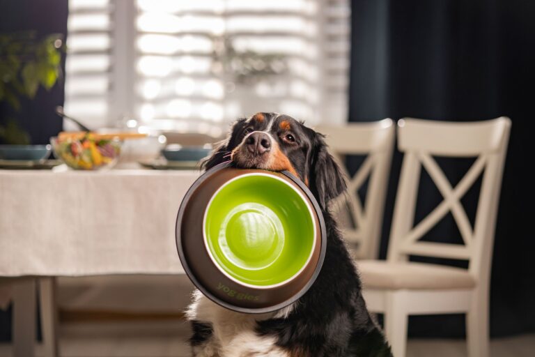 Yoggies: krmiva lisovaná za studena spojují zdraví i jedinečnou chuť