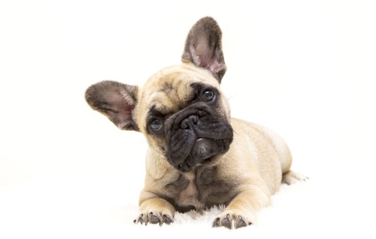 Do školy s pejskem nebo kočičkou z BILLY Do školy s pejskem nebo kočičkou z BILLY