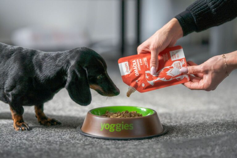 Když pes stávkuje u misky: Co dělat, aby opět jedl s chutí Když pes stávkuje u misky: Co dělat, aby opět jedl s chutí